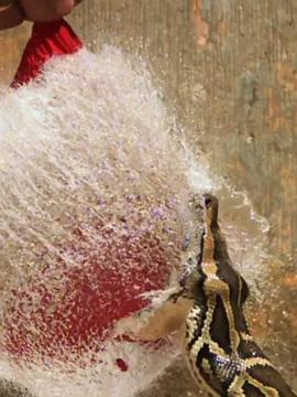 巨蟒入侵：与奈杰尔&middot;马文一起探寻佛罗里达